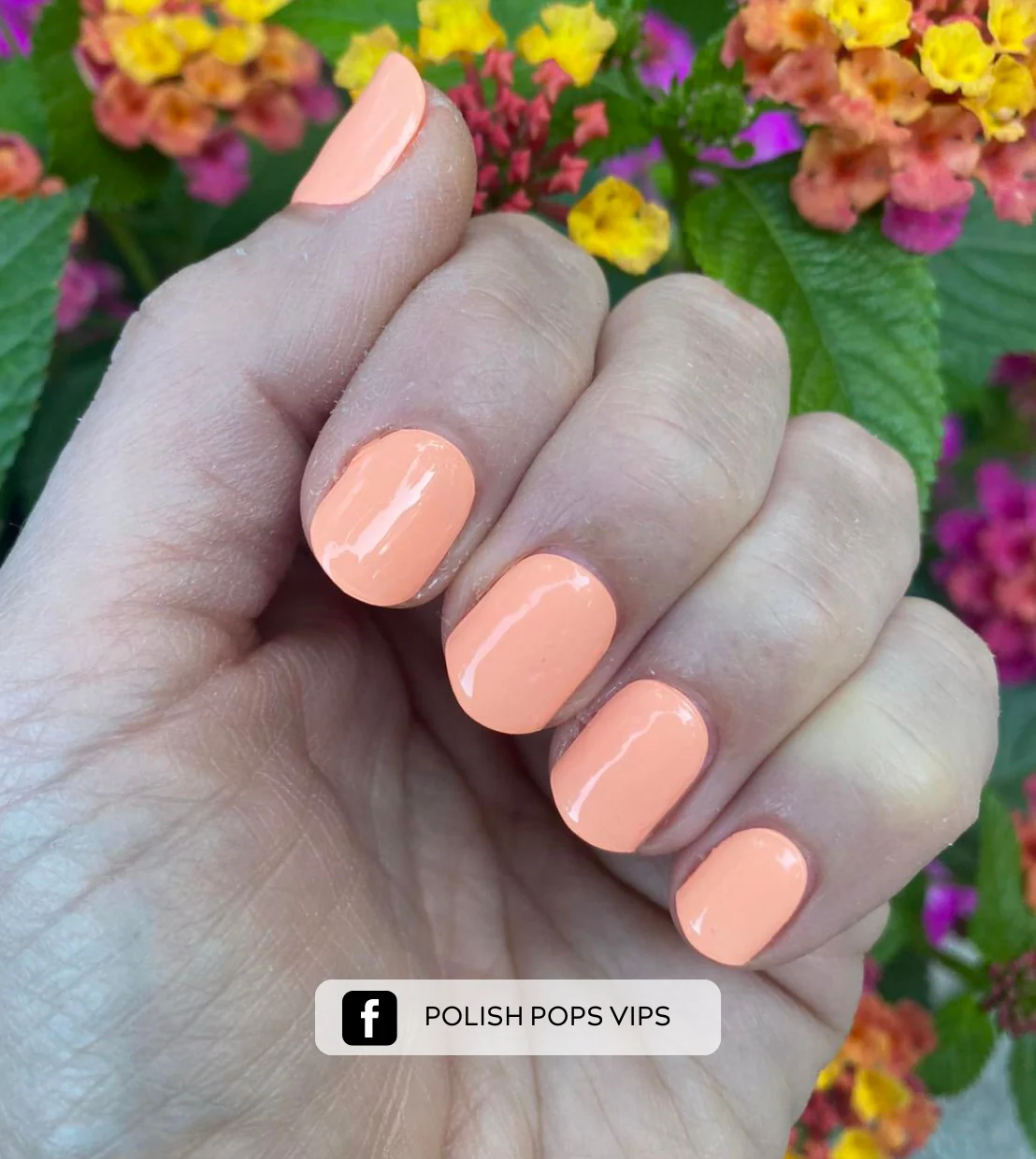 Creamcicle - Image 3